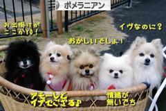 にほんブログ村 犬ブログ ポメラニアンへ