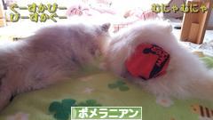 にほんブログ村 犬ブログ ポメラニアンへ