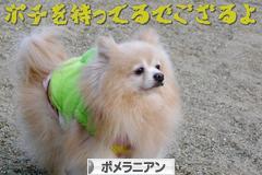 にほんブログ村 犬ブログ ポメラニアンへ