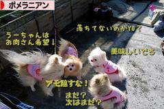 にほんブログ村 犬ブログ ポメラニアンへ