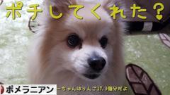 にほんブログ村 犬ブログ ポメラニアンへ