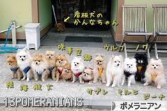 にほんブログ村 犬ブログ ポメラニアンへ