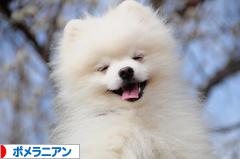 にほんブログ村 犬ブログ ポメラニアンへ