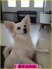 にほんブログ村 犬ブログ ポメックスへ
