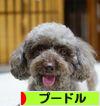 にほんブログ村 犬ブログ プードルへ
