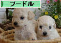 にほんブログ村 犬ブログ プードルへ