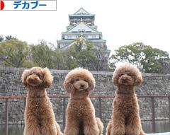 にほんブログ村 犬ブログ デカプーへ