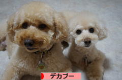 にほんブログ村 犬ブログ デカプーへ