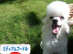 にほんブログ村 犬ブログ ミディアムプードルへ