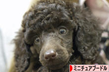 にほんブログ村 犬ブログ ミニチュアプードルへ