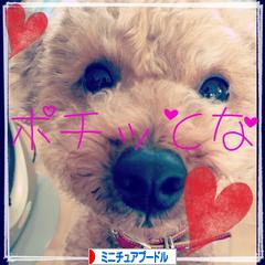 にほんブログ村 犬ブログ ミニチュアプードルへ