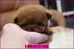 にほんブログ村 犬ブログ ポケットプードルへ