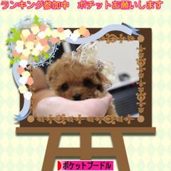 にほんブログ村 犬ブログ ポケットプードルへ