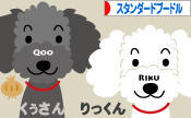 にほんブログ村 犬ブログ スタンダードプードルへ