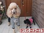 にほんブログ村 犬ブログ スタンダードプードルへ