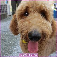 にほんブログ村 犬ブログ スタンダードプードルへ