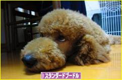にほんブログ村 犬ブログ スタンダードプードルへ