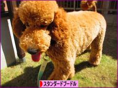 にほんブログ村 犬ブログ スタンダードプードルへ