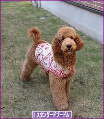 にほんブログ村 犬ブログ スタンダードプードルへ