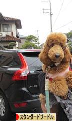 にほんブログ村 犬ブログ スタンダードプードルへ