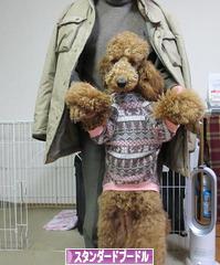 にほんブログ村 犬ブログ スタンダードプードルへ