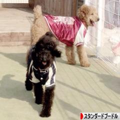 にほんブログ村 犬ブログ スタンダードプードルへ