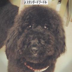 にほんブログ村 犬ブログ スタンダードプードルへ
