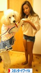 にほんブログ村 犬ブログ スタンダードプードルへ