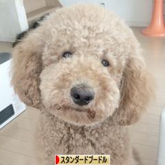 にほんブログ村 犬ブログ スタンダードプードルへ