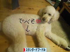 にほんブログ村 犬ブログ スタンダードプードルへ
