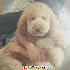 にほんブログ村 犬ブログ スタンダードプードルへ