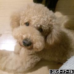 にほんブログ村 犬ブログ スタンダードプードルへ