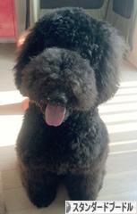 にほんブログ村 犬ブログ スタンダードプードルへ
