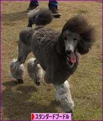 にほんブログ村 犬ブログ スタンダードプードルへ