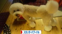 にほんブログ村 犬ブログ スタンダードプードルへ