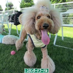 にほんブログ村 犬ブログ スタンダードプードルへ