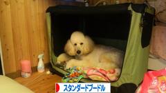 にほんブログ村 犬ブログ スタンダードプードルへ