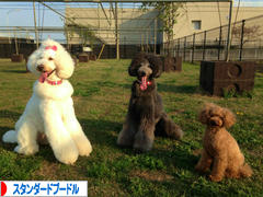 にほんブログ村 犬ブログ スタンダードプードルへ