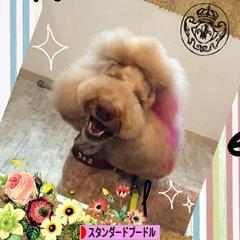 にほんブログ村 犬ブログ スタンダードプードルへ
