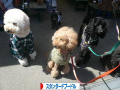 にほんブログ村 犬ブログ スタンダードプードルへ