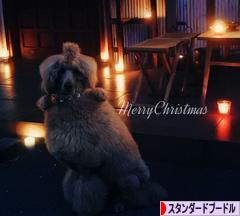 にほんブログ村 犬ブログ スタンダードプードルへ