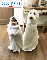 ブログ まめ ちゃん