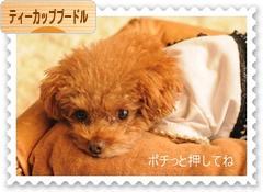 にほんブログ村 犬ブログ ティーカッププードルへ