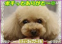 にほんブログ村 犬ブログ ティーカッププードルへ