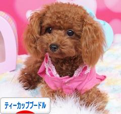 にほんブログ村 犬ブログ ティーカッププードルへ
