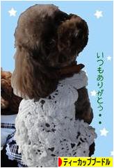 にほんブログ村 犬ブログ ティーカッププードルへ