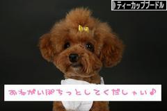 にほんブログ村 犬ブログ ティーカッププードルへ