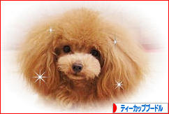 にほんブログ村 犬ブログ ティーカッププードルへ
