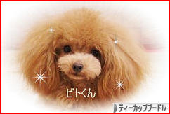 にほんブログ村 犬ブログ ティーカッププードルへ