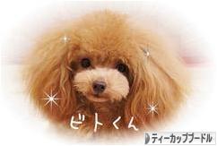 にほんブログ村 犬ブログ ティーカッププードルへ